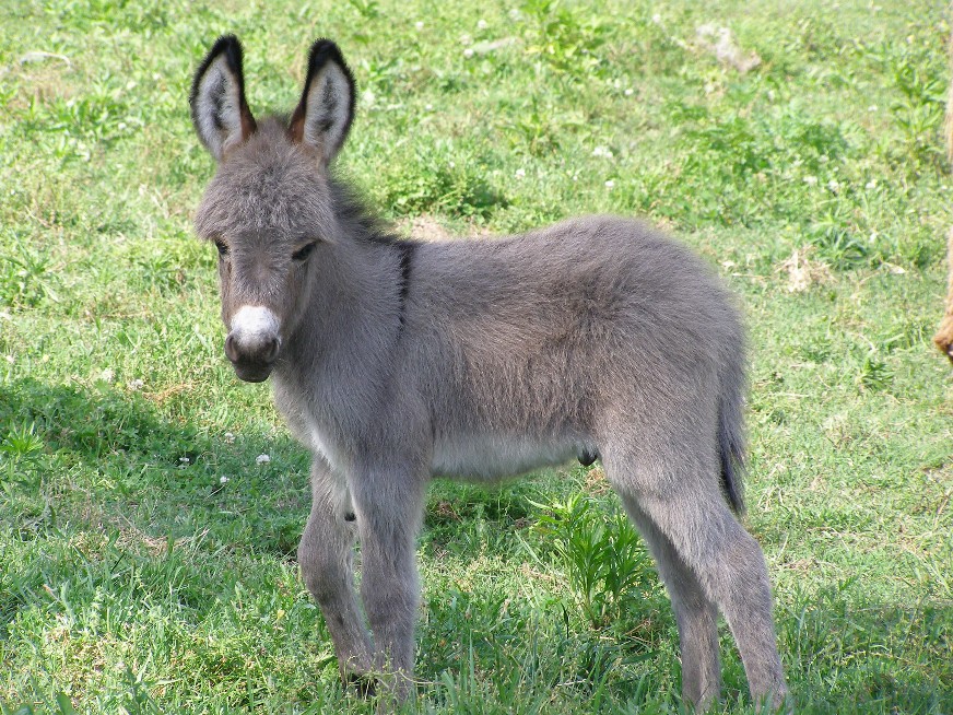 Miniature Donkeys